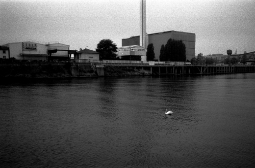 Cygne_de_la_marne_et_de_la_seine