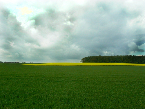 Colzaetnuages